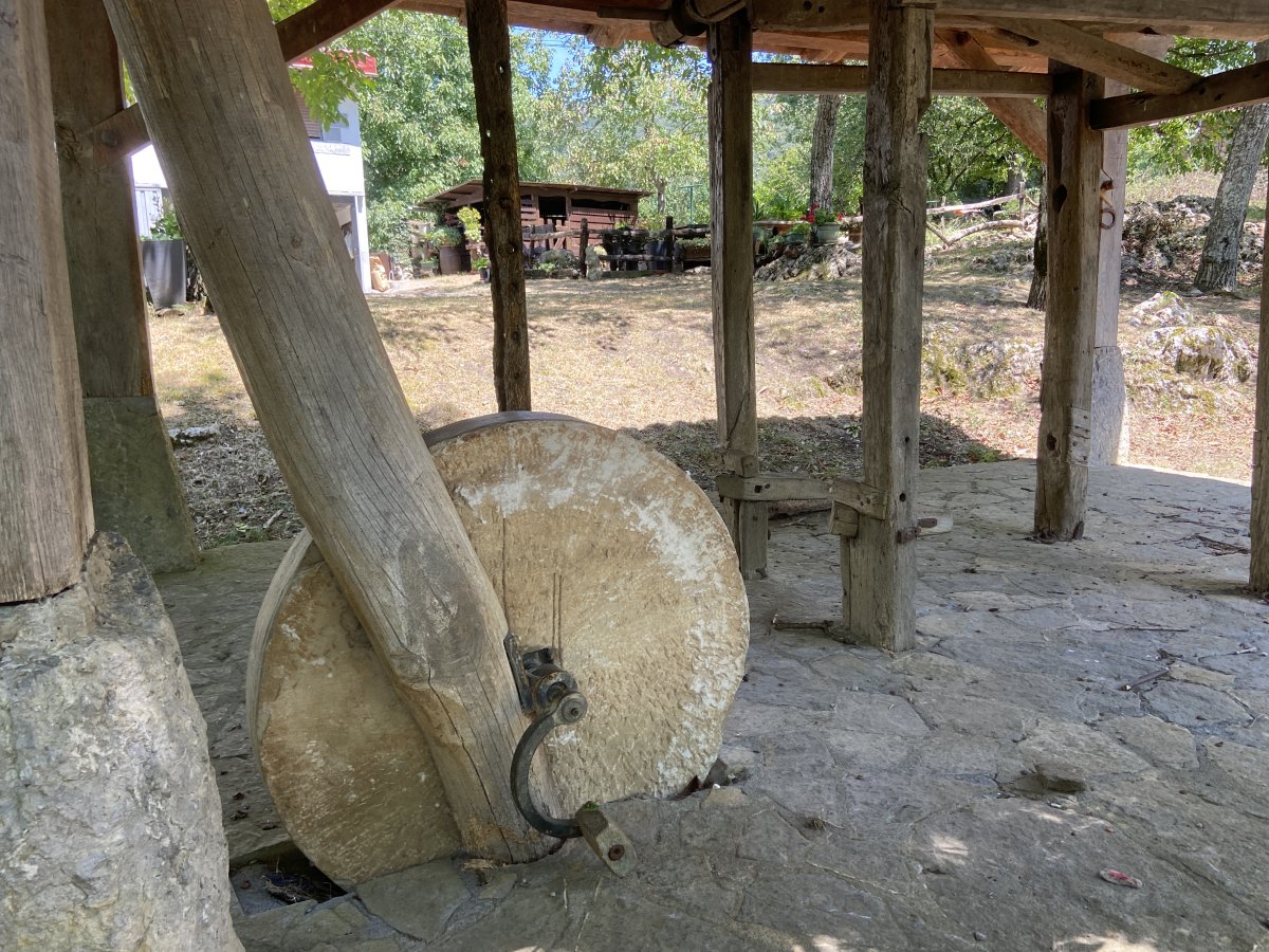 Perratokia. Dima (Artaun)