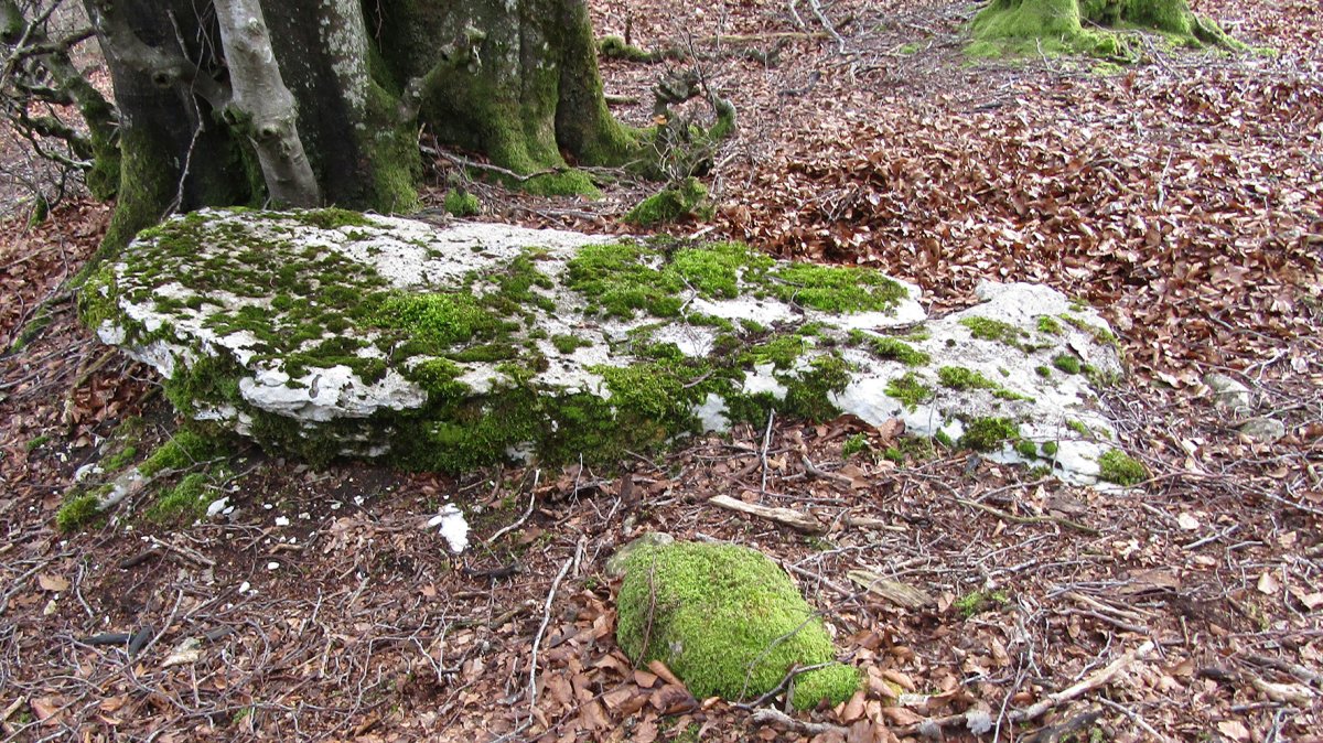 Solonagua zutarria, Onraita Arraia-Maeztu