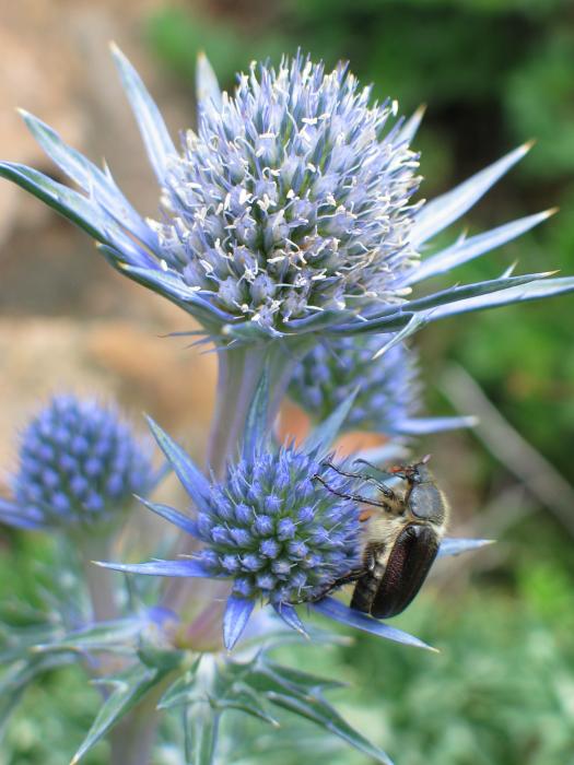 Landarea eta bisitaria