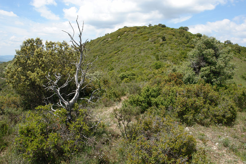 Tontorra hegoaldeko bizkarretik