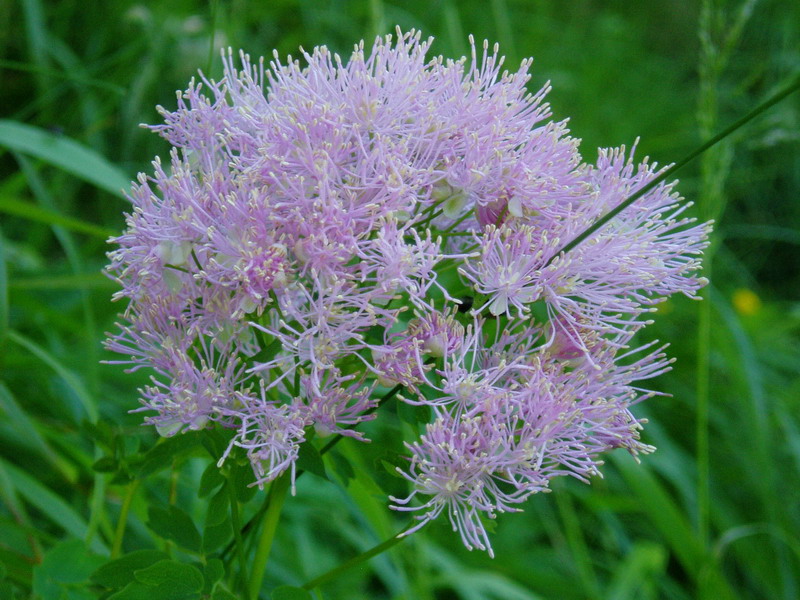 Thalictrum aquilegiifolium