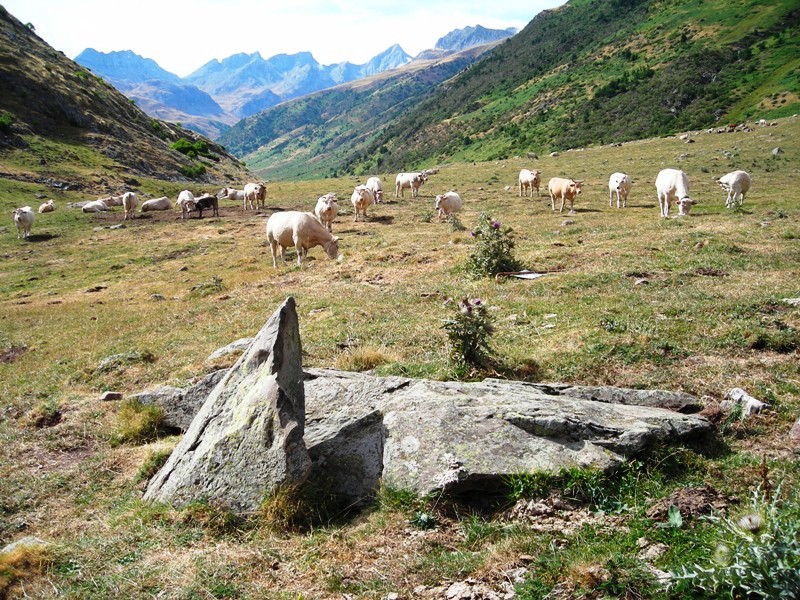 Mallo Blanco zutarria