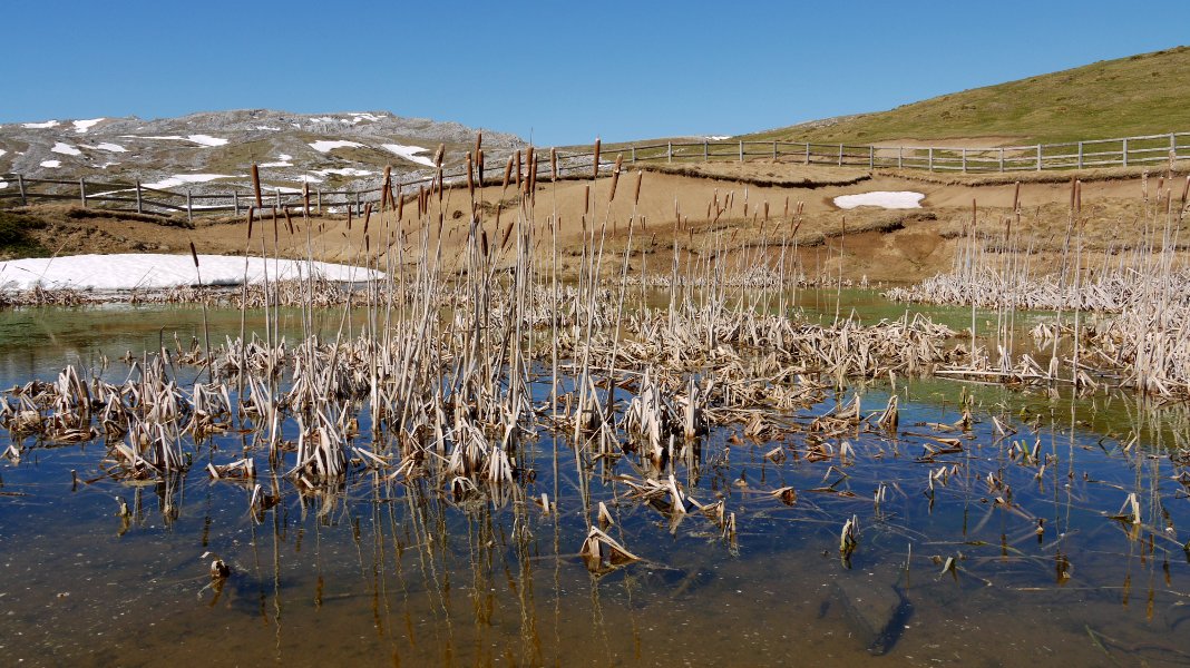 Putzuetan ohikoa den landaretza egokitu zaio: ezpata-ihia.