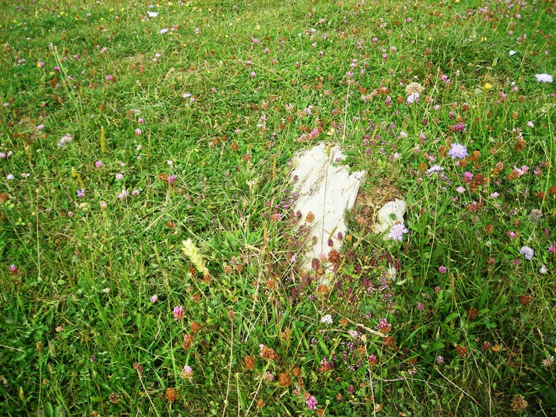 Fuente de los Clérigos 2 trikuharria