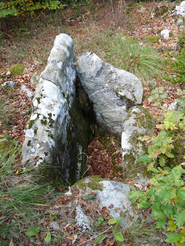 Jorabilako trikuharria