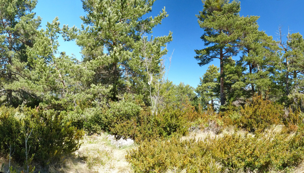 Gailurra (1176 metroko kota)