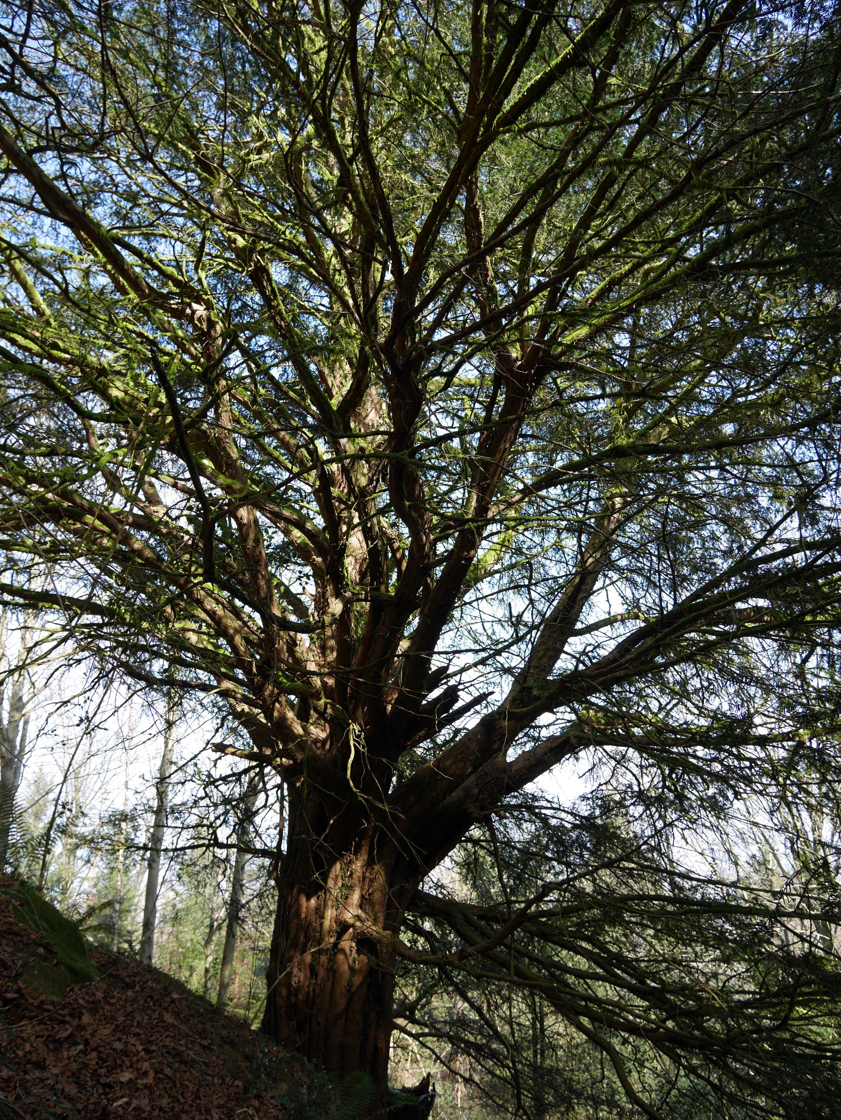 Behorbarroteko hagina, Pagoeta