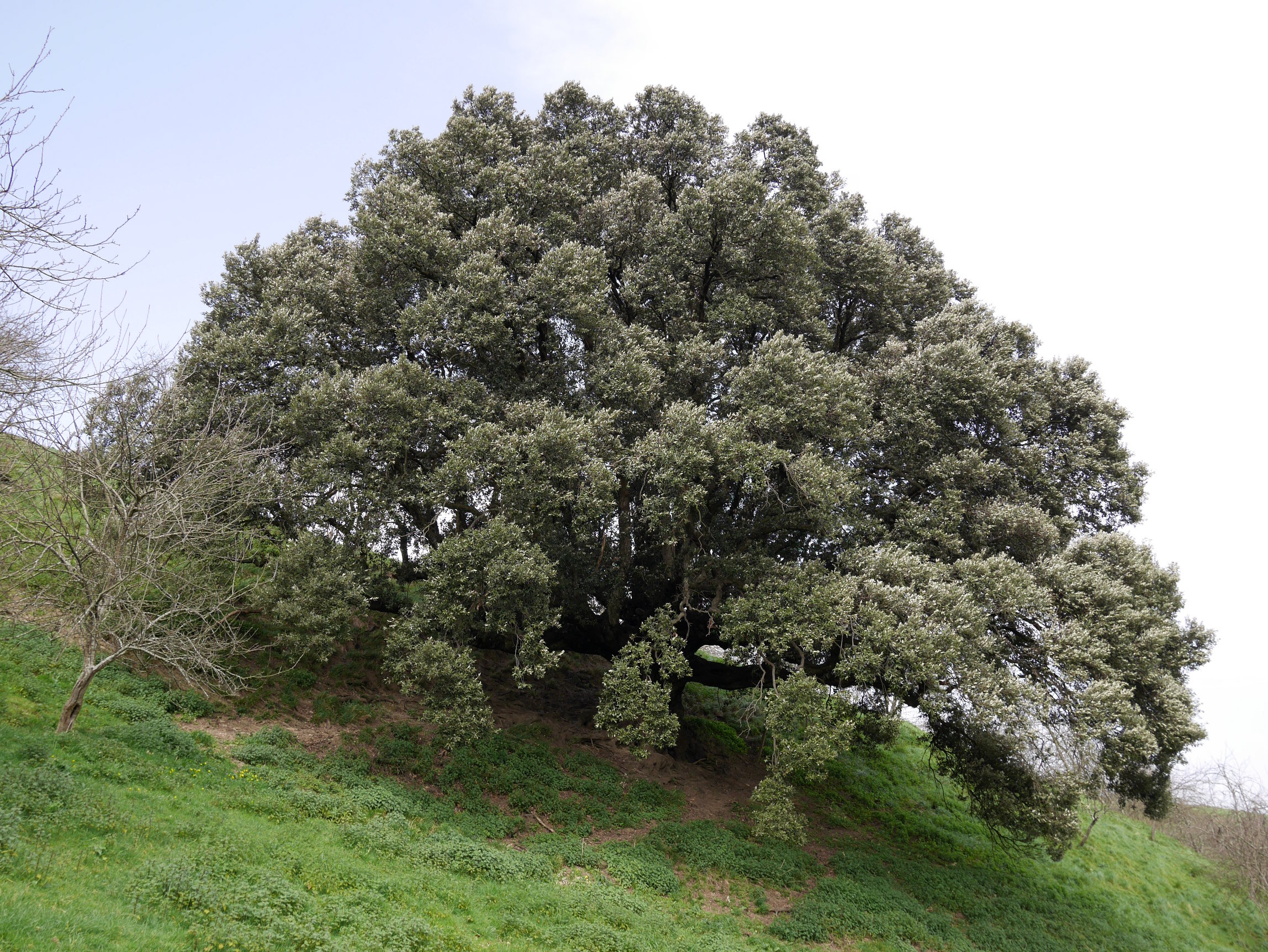 Aizarnazabalgo artea