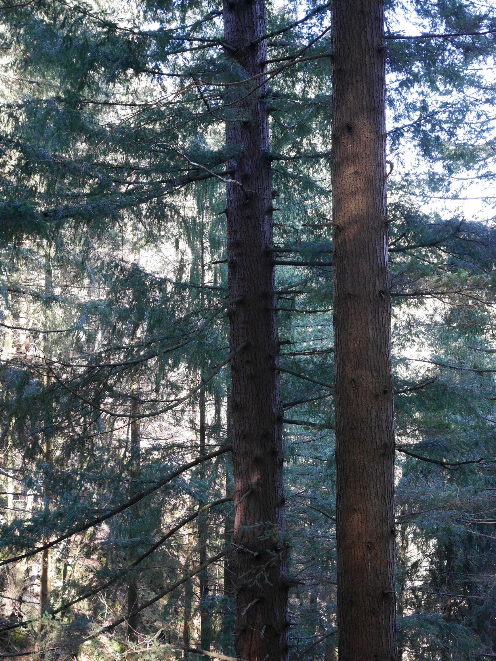 Albizturko Douglas izeia