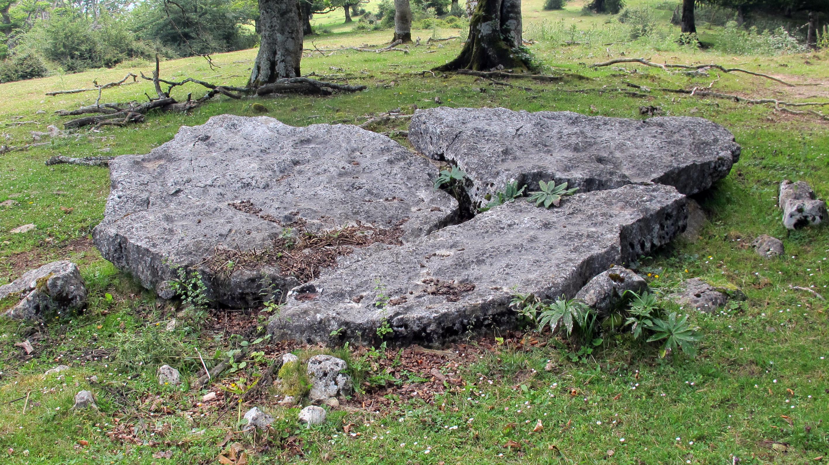 Lekuona zutarria, Entzia