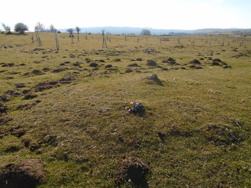 iruleze hego 5 tumulua