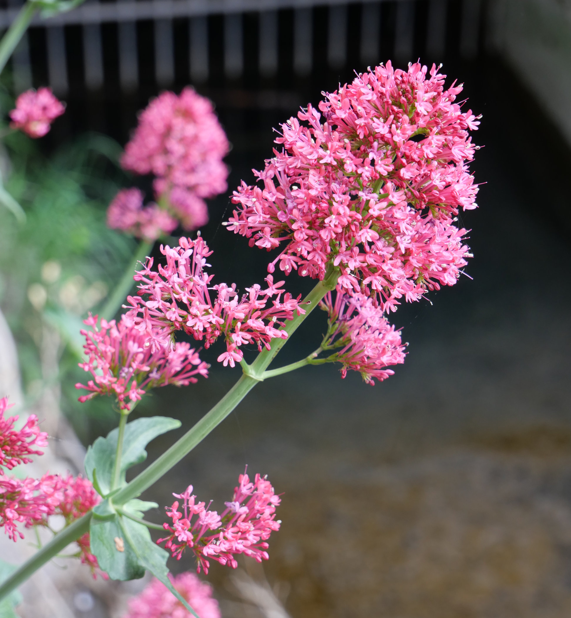 Centranthus ruber