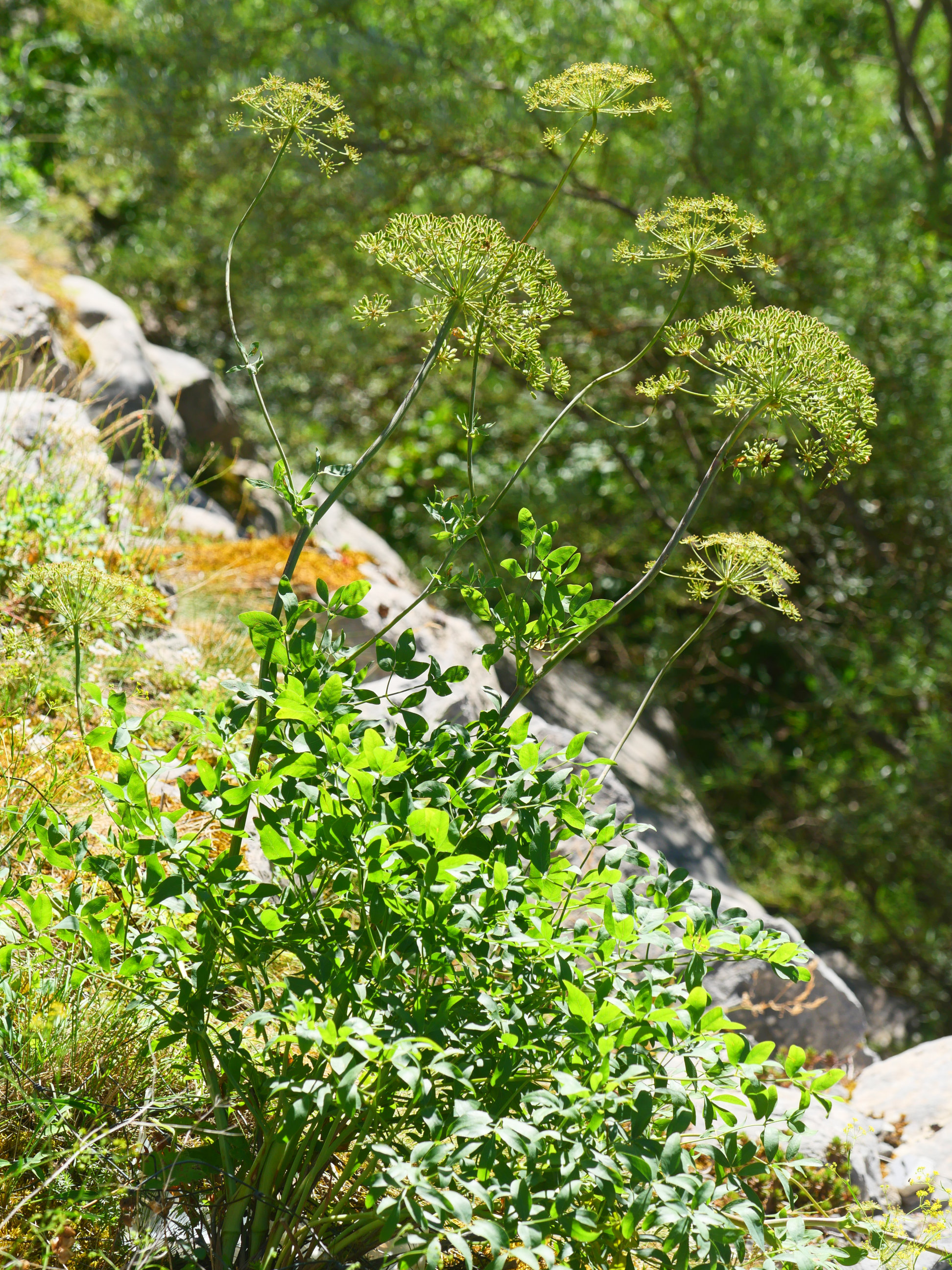 Laserpitium siler, Mintxateko arroilan