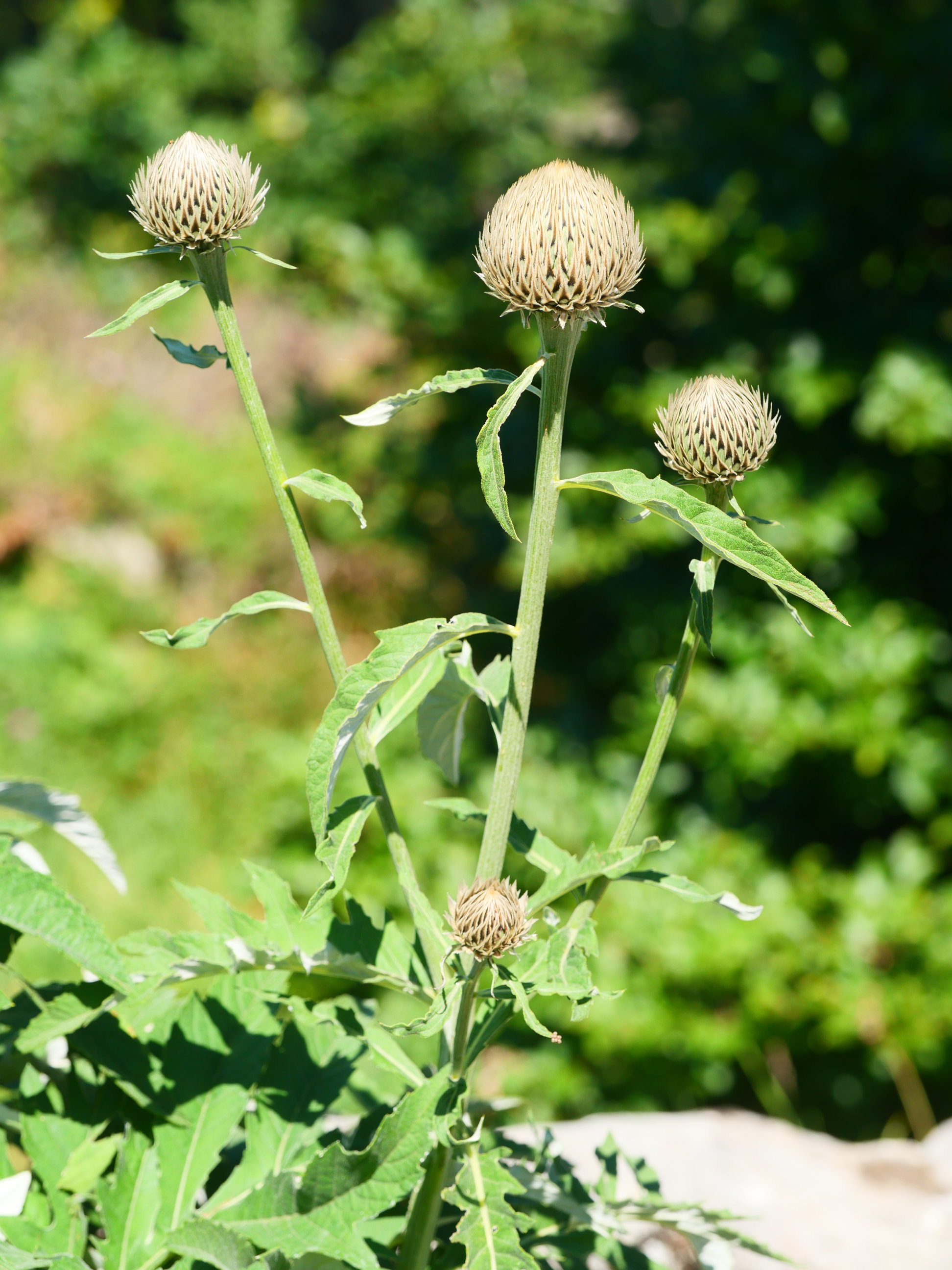 Leuzea cynaroides, Lapazarra