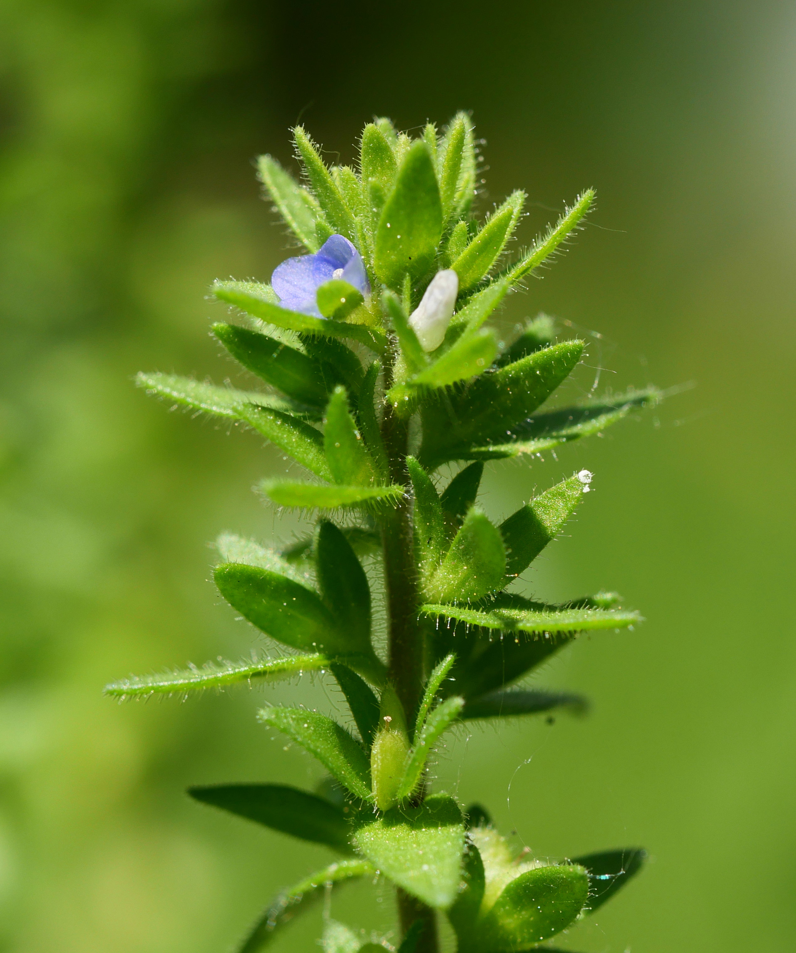 Veronica arvensis Oiartzun aldean