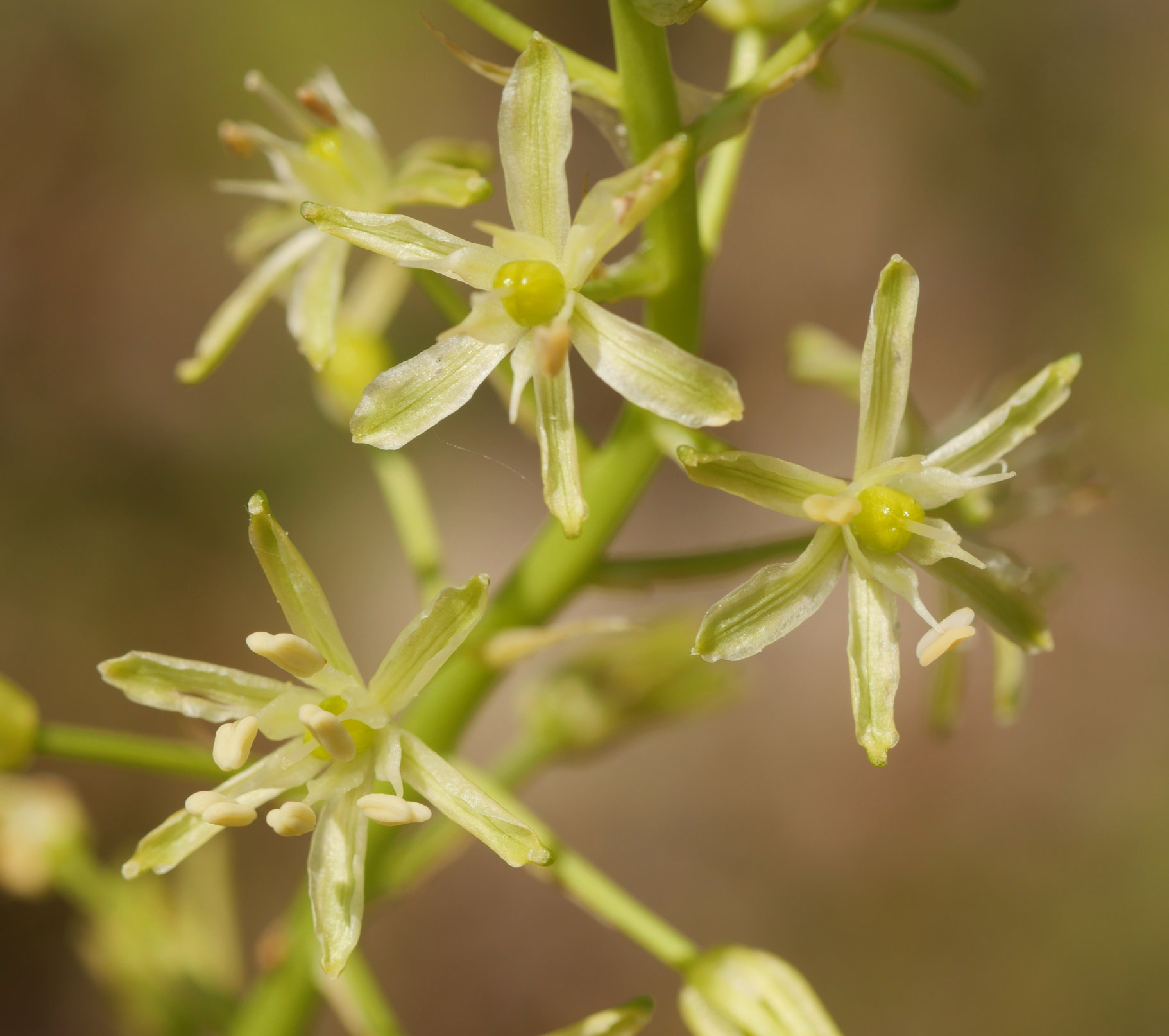 Ornithogalum pyrenaicum Irurtzun aldean