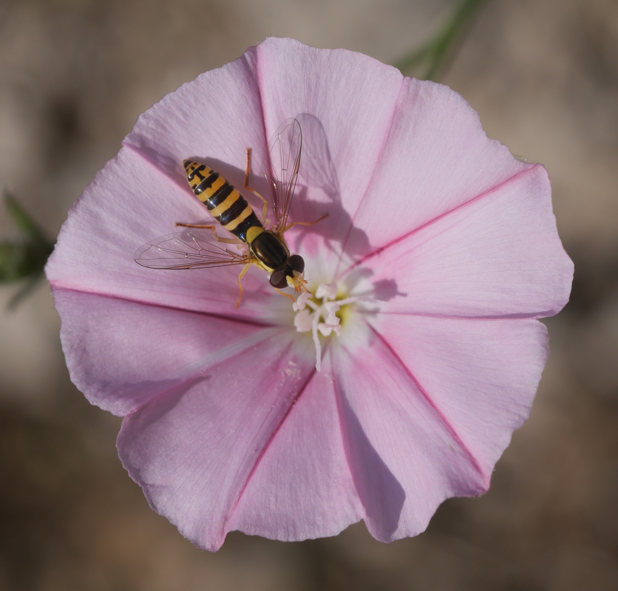 Convolvulus cantabrica Irunberriko arroilaren inguruan