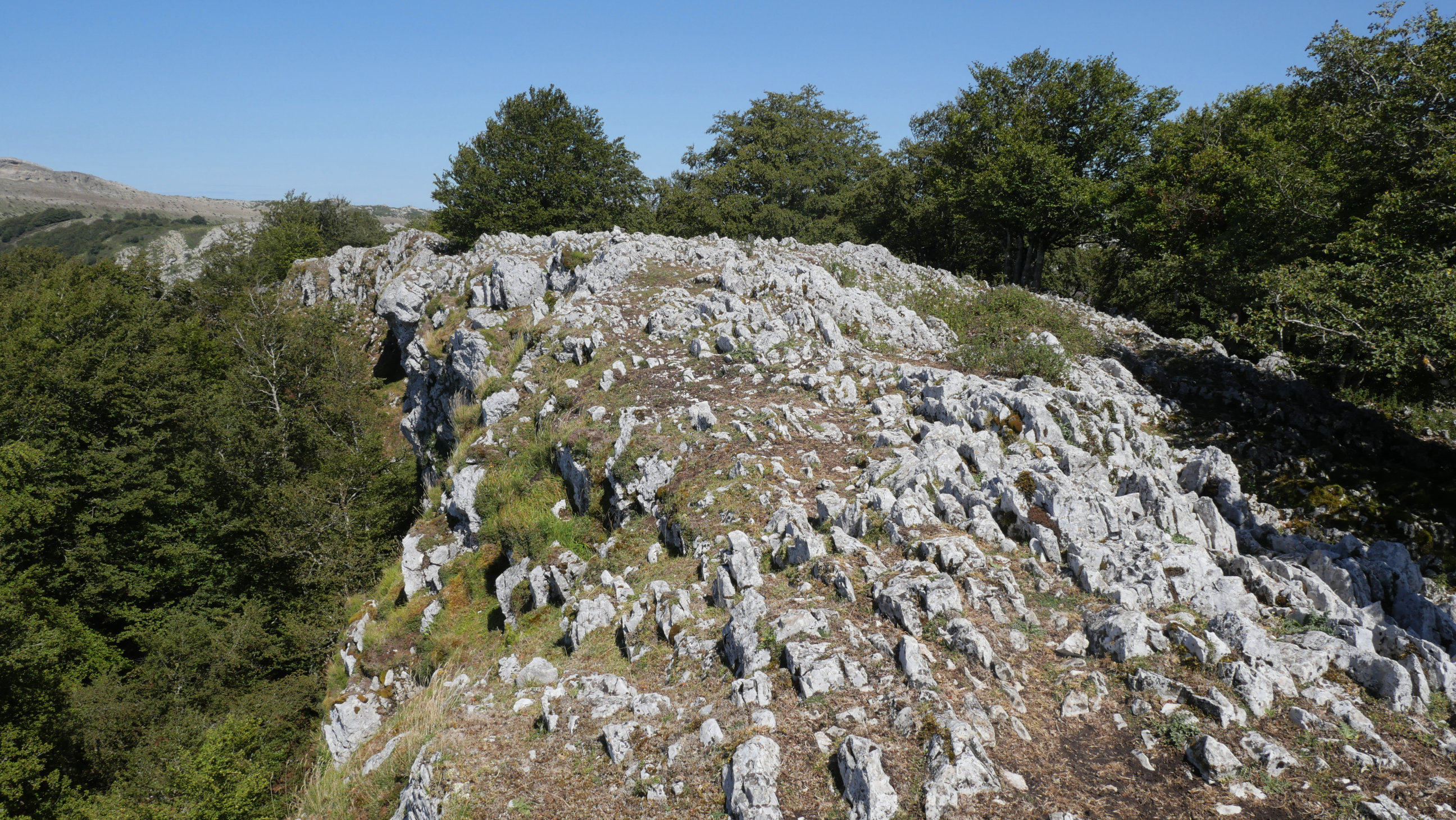 Pagamotxeta gailurra