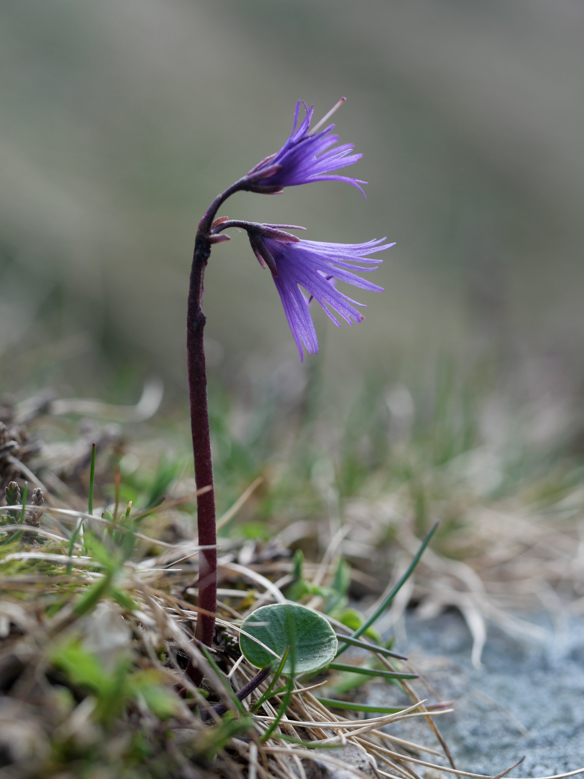 Soldanella alpina, Atxerito iboiaren inguruan