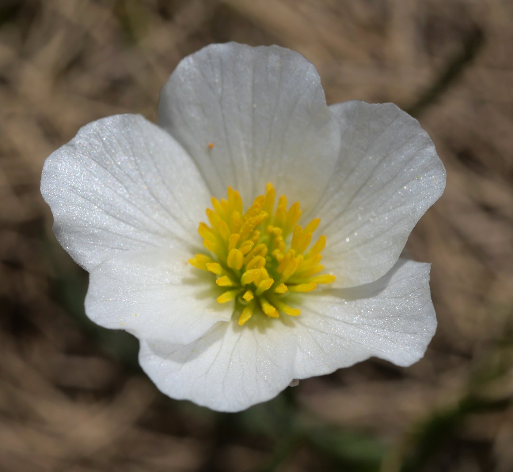 Ranunculus pyrenaeus Atxerito iboiaren inguruetan