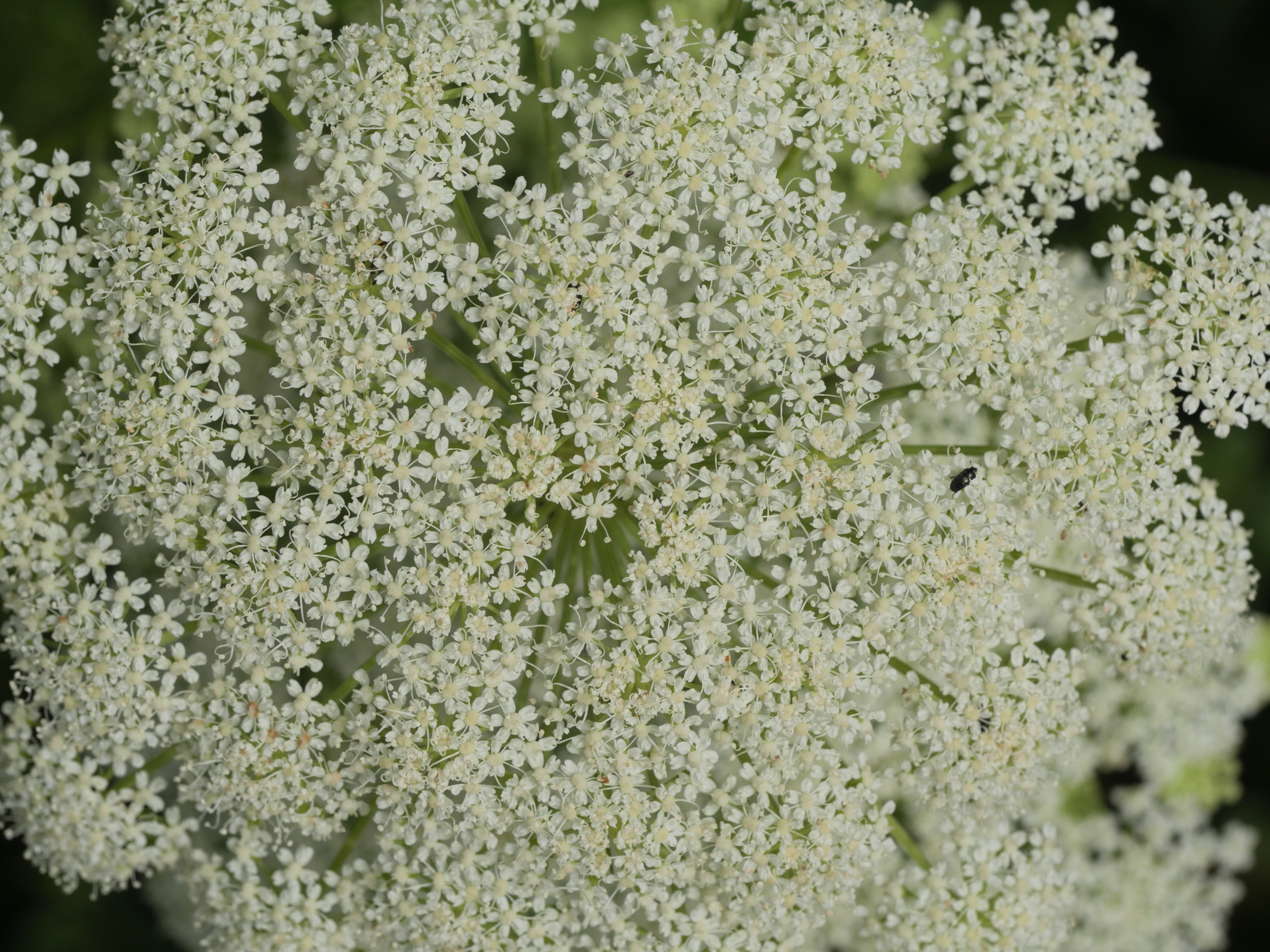 Ligusticum lucidum Kontrastatik gertu