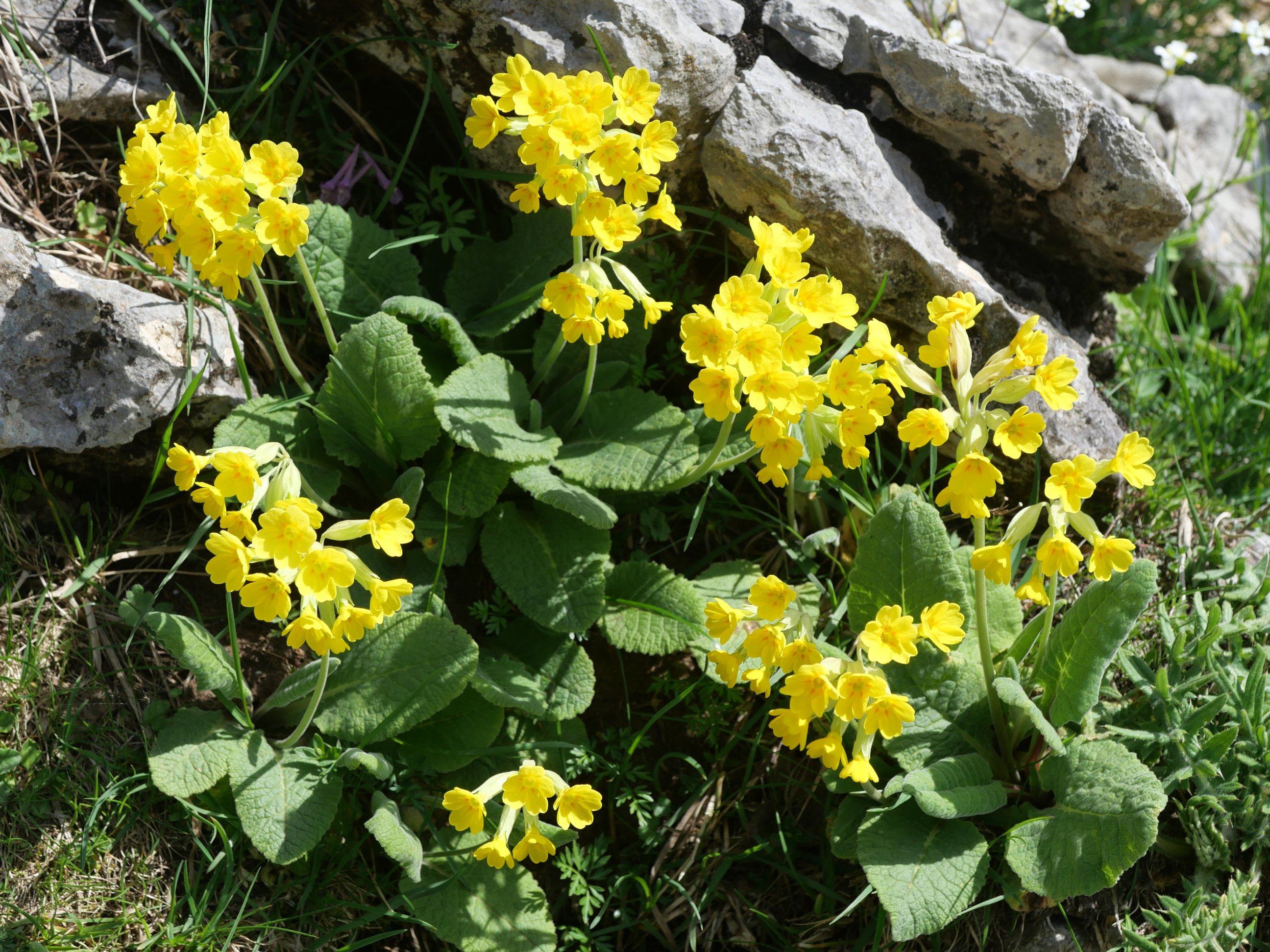 Primula veris columnae, Oza aldean