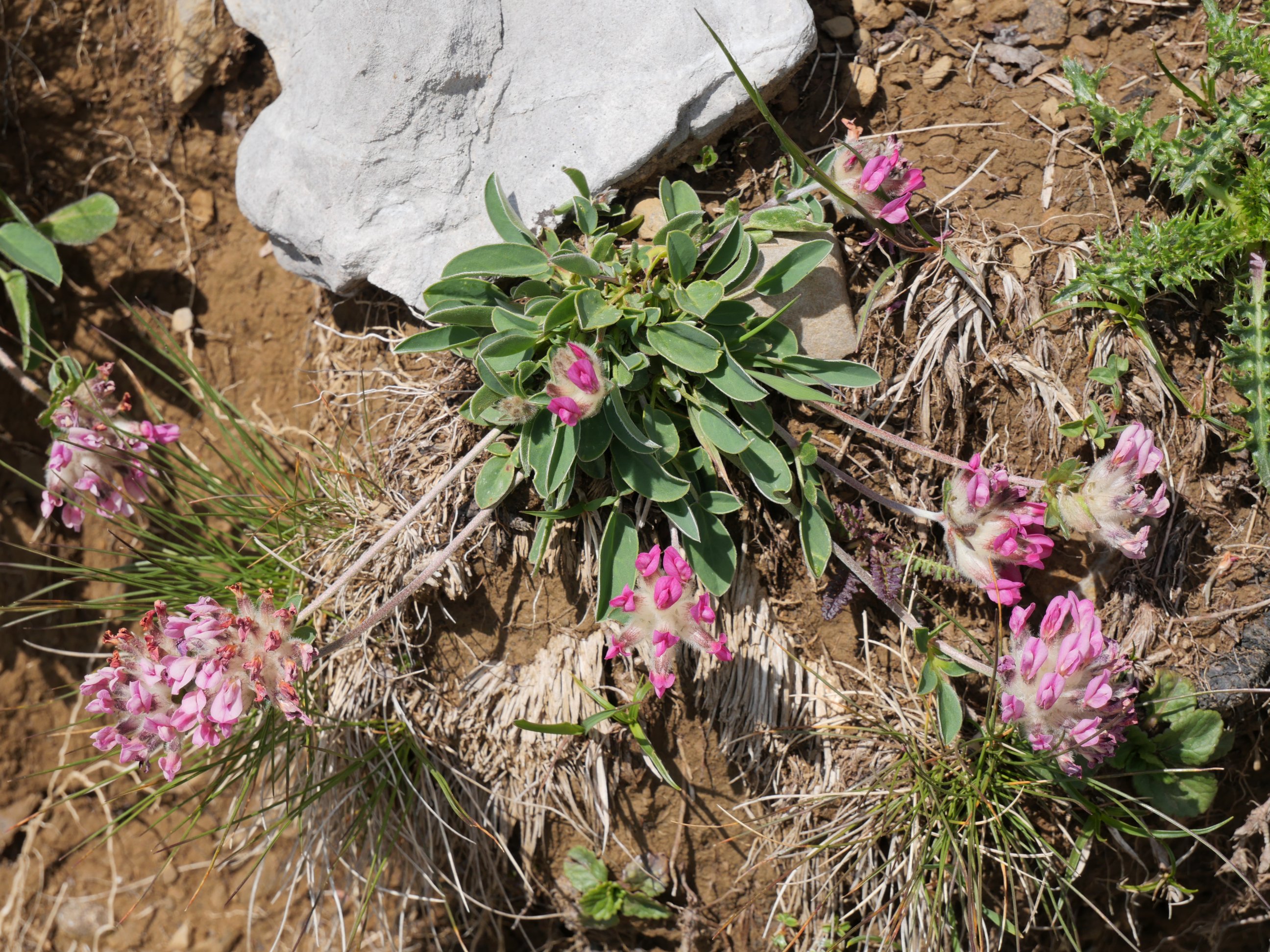 Anthyllis vulneraria boscii, Budogiaren hegoaldeko kanalean