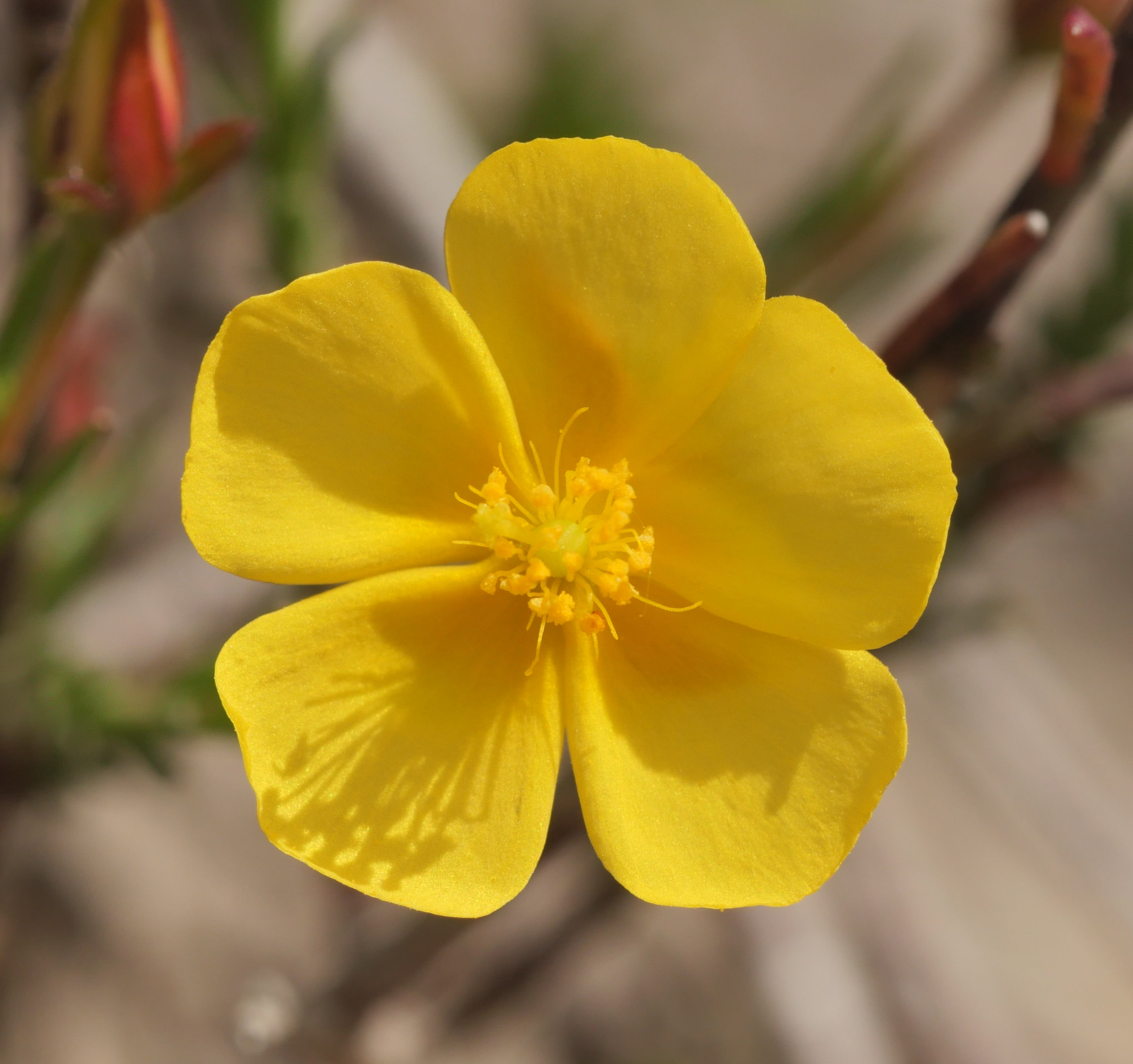 Fumana ericifolia Egiarreta inguruan