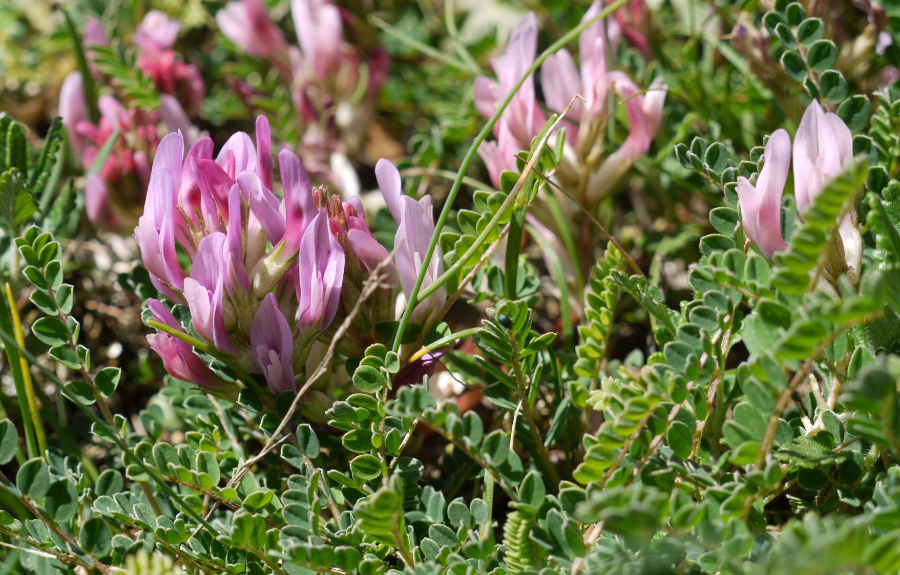 Astragalus monspessulanus monspessulanus