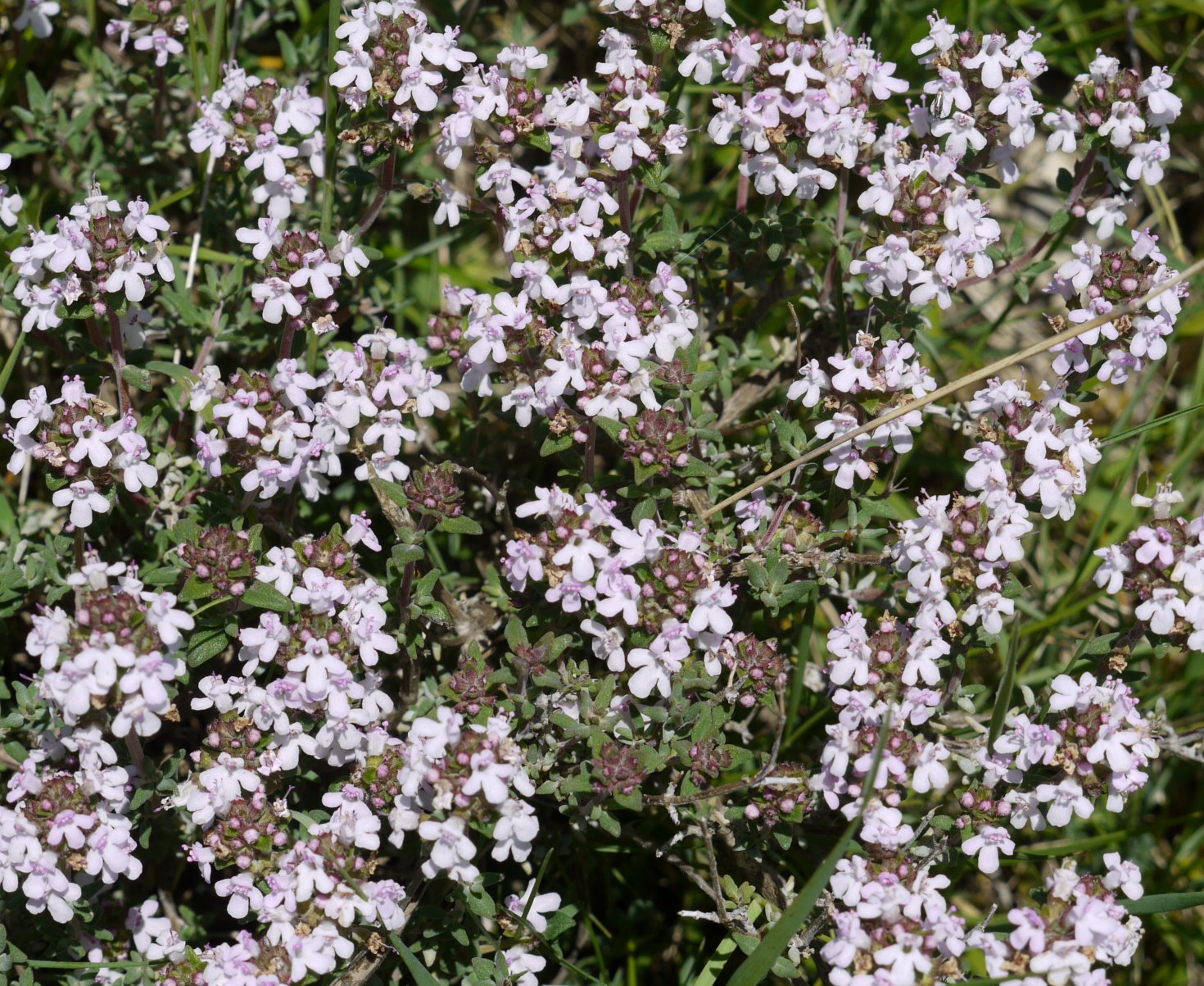 Thymus vulgaris, Eltxumendi aldean