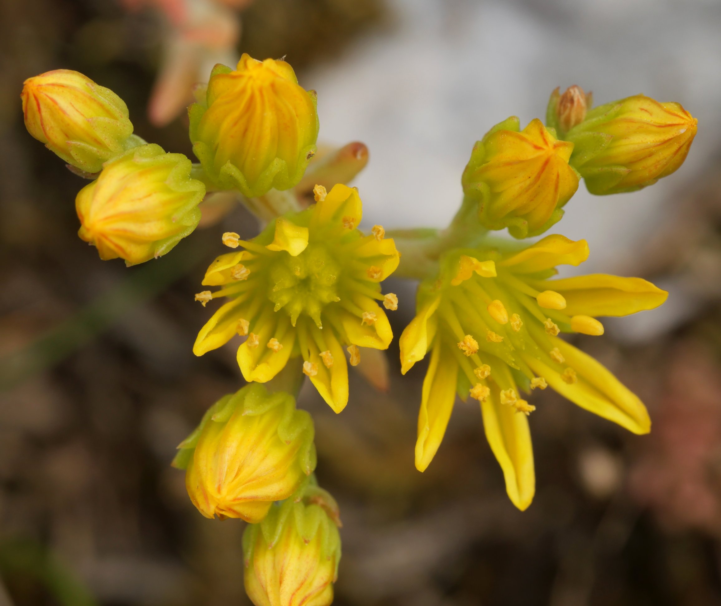 Sedum amplexicaule Urbasa aldean