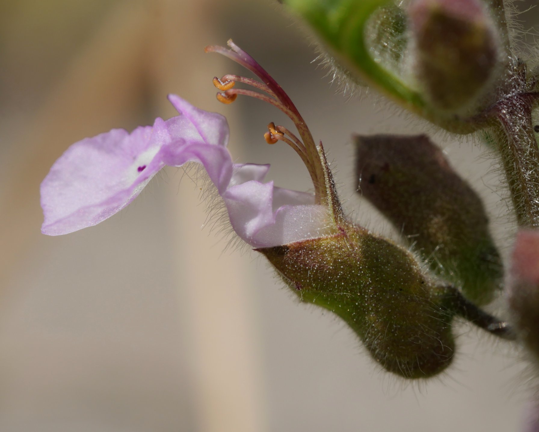 Teucrium botrys Etxauri mendian