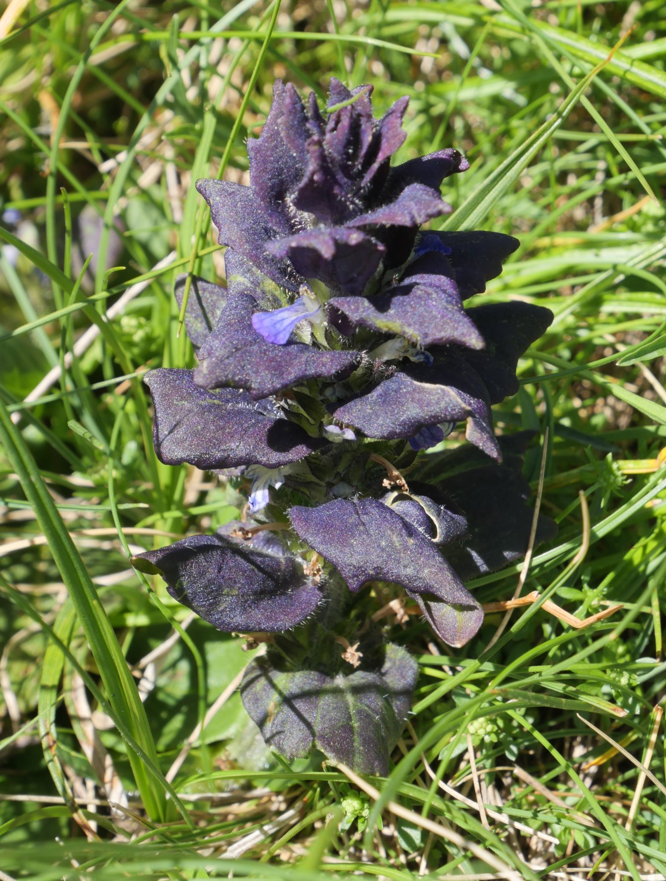 Ajuga pyramidalis Anayeteko iboien inguruan