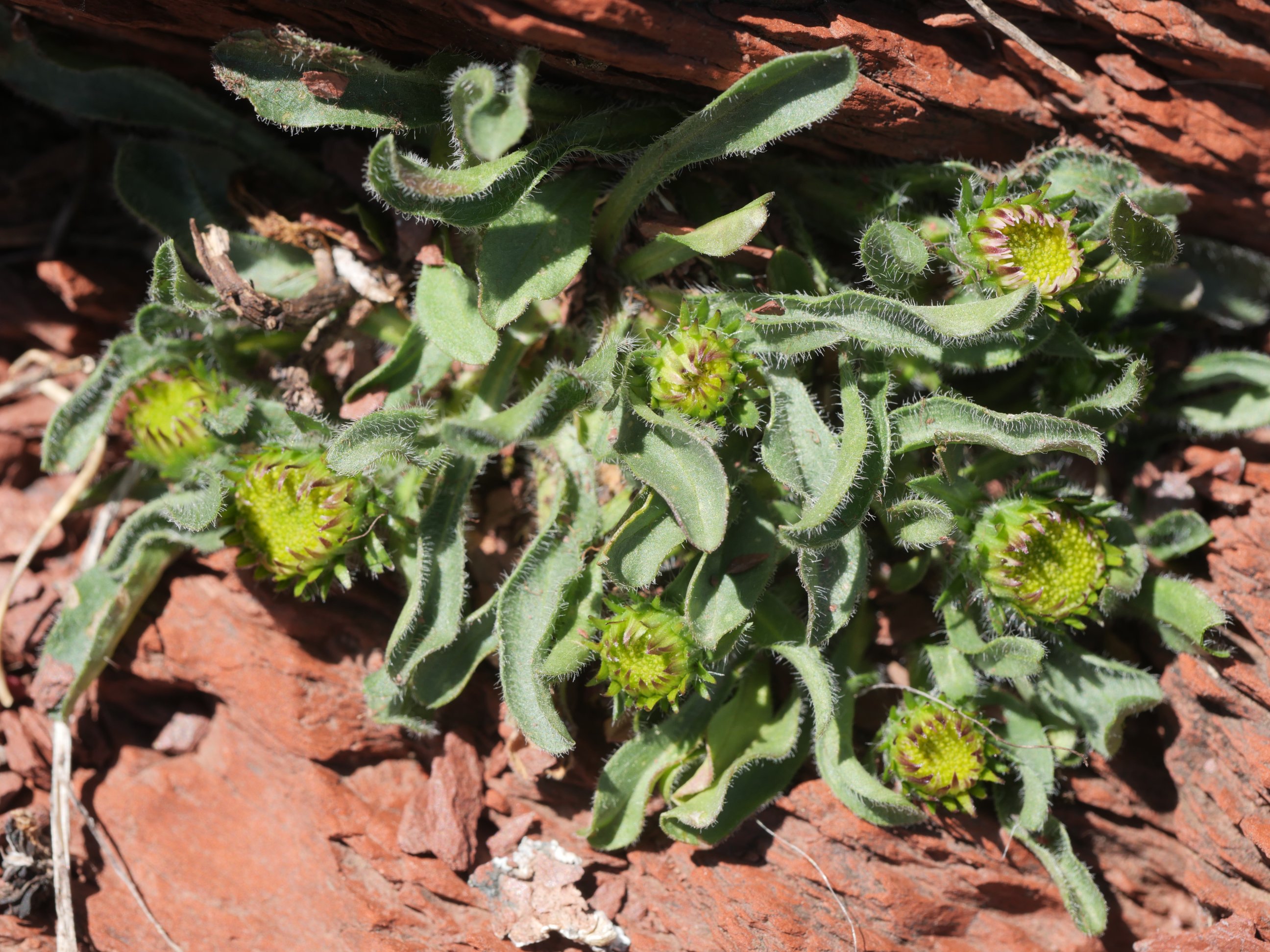 Erigeron uniflorus Anayeteko lepoaren inguruetan