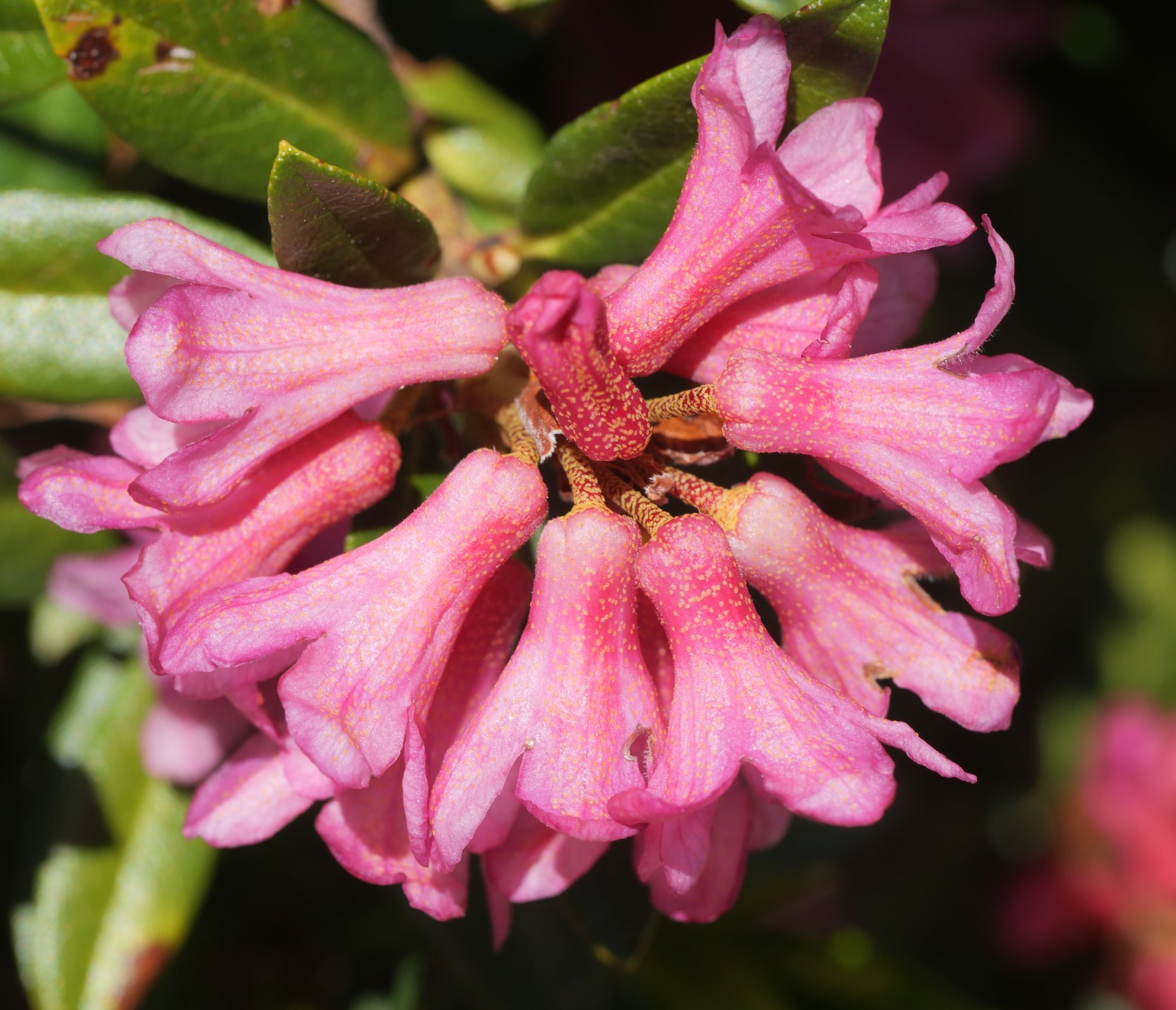 Rhododendron ferrugineum Culivillas sakanean