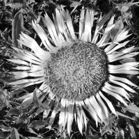 Mendiaren argazkirik ez