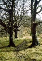 Itxogana eta Idiagana arteko bidea