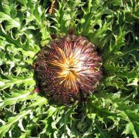 Ekilorea hegoaldeko harritzetan