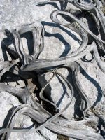 Ipuruaren zuztar iharrak