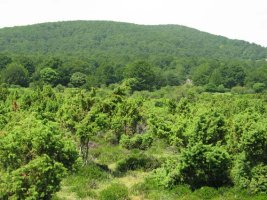 Opakua aldeko isurialdea