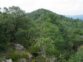 Ekialdeko gandorretik ikusita, tontorra basoaren mendean