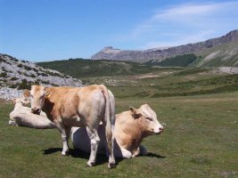 Liazarragatik Beriango bidean, tontorra urrutian
