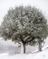 Artea Izarre baserriaren ondoan