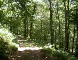 Robledal camino de la cima
