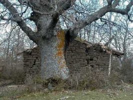 Haritz ikusgarria eta borda eroria Mortxe bidean