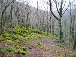 Hegoaldeko maldetako basoa