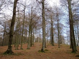 Tontorreko basoa hosto gabe beldar izurritearen ondorioz