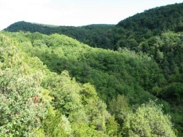 Zunzarren aldeko basoak