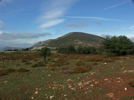 verdina desde cerca del Buey