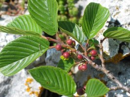 Hostoak eta fruituak